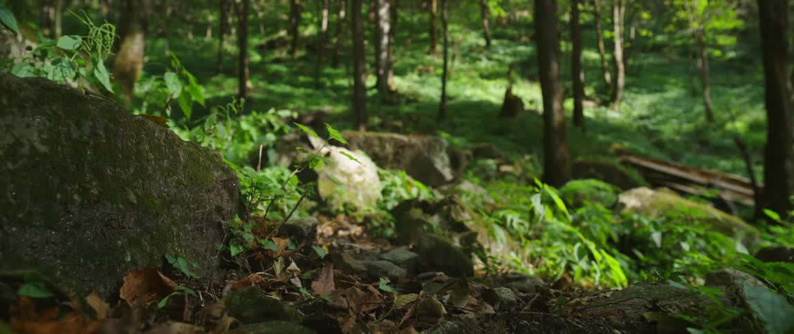 A view of a clearing in a forest