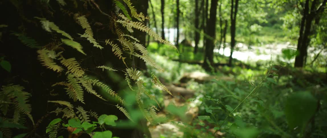 Deep within a forest grove there is green vegetation grows all around the base of tall trees