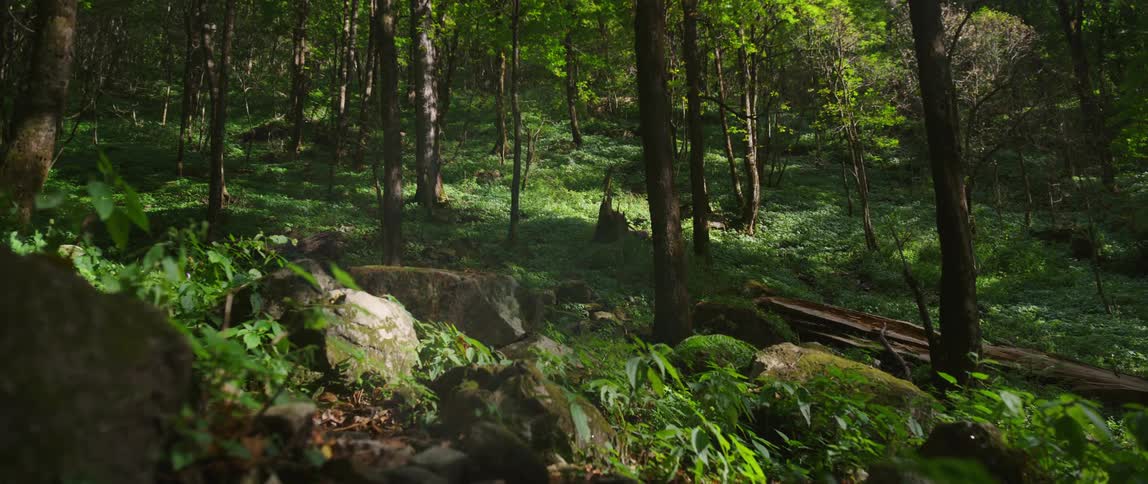 A quiet woodland on a sunny day
