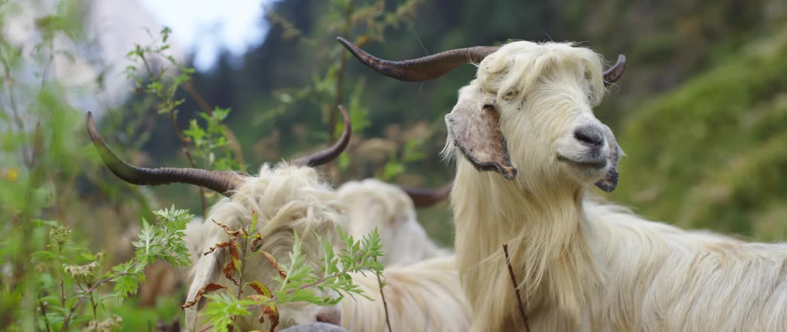 Two white goats with horns and beards eat grass in the mountain