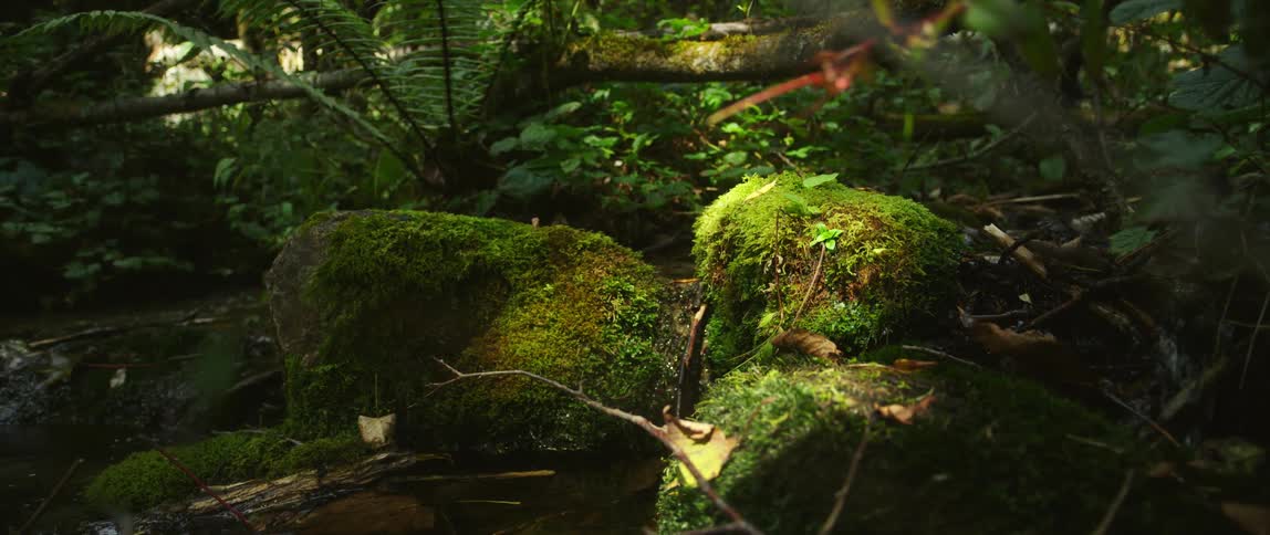 A creek is flowing in the jungle