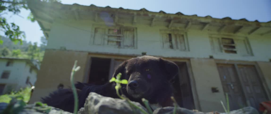Black dog lies on ground near apartment building under clear sky