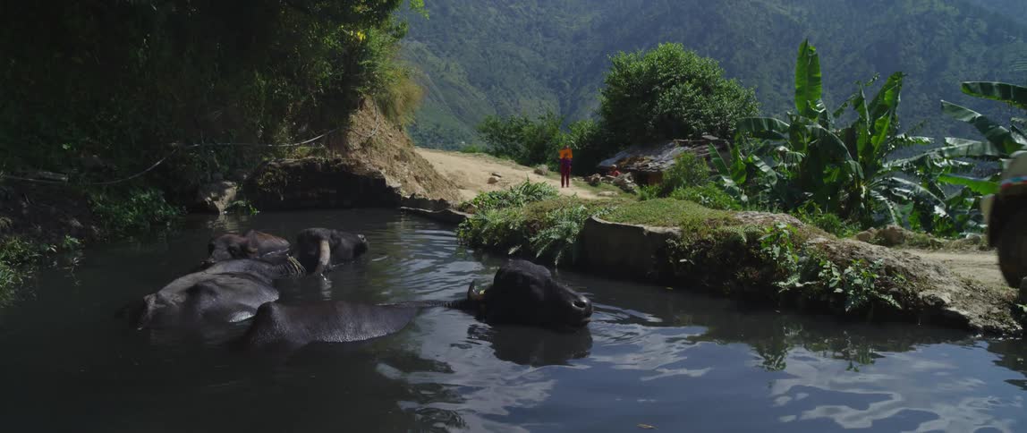 Cattle bathe in watering hole next to dirt road in tropical mountains