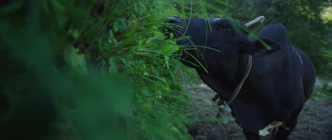 A black cow eats grass and weeds in a field