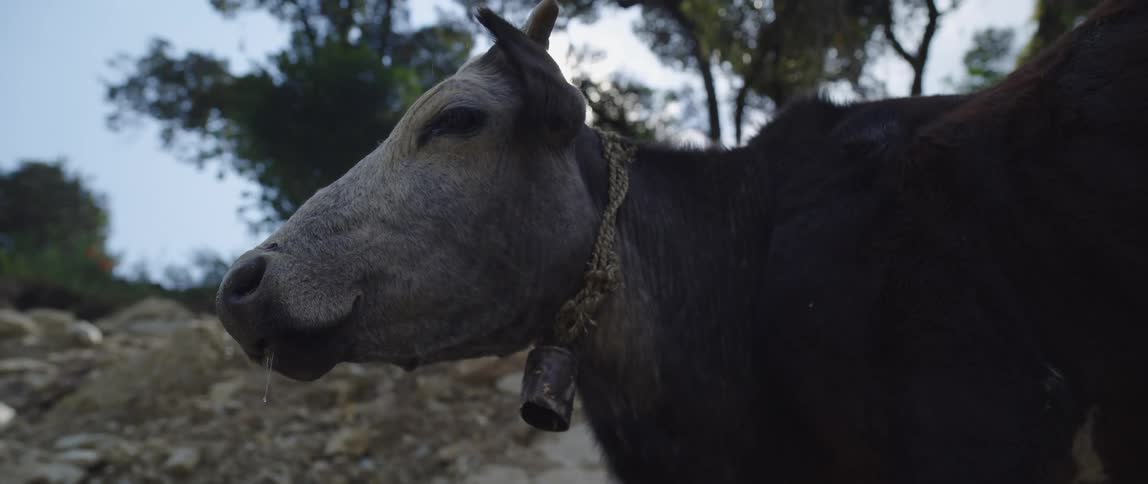 A cow with a bell around its neck chewing outside on a farm