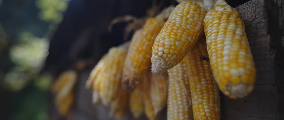Corn hanging from the side of a produce stand