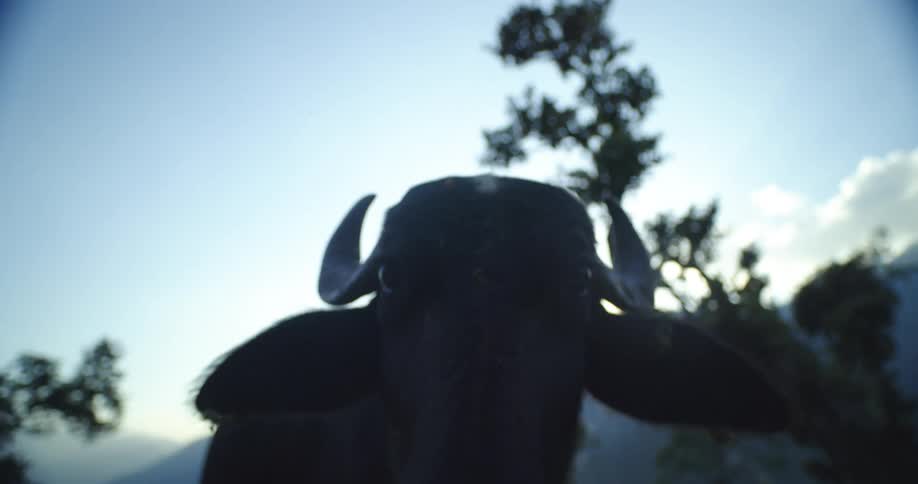 A young bull stands on a dirt trail lined with trees and rocks near hills