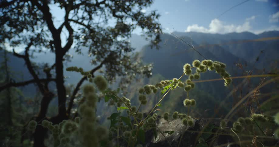 Plant with leaves in the foreground with a mountain range the sky and clouds in the background