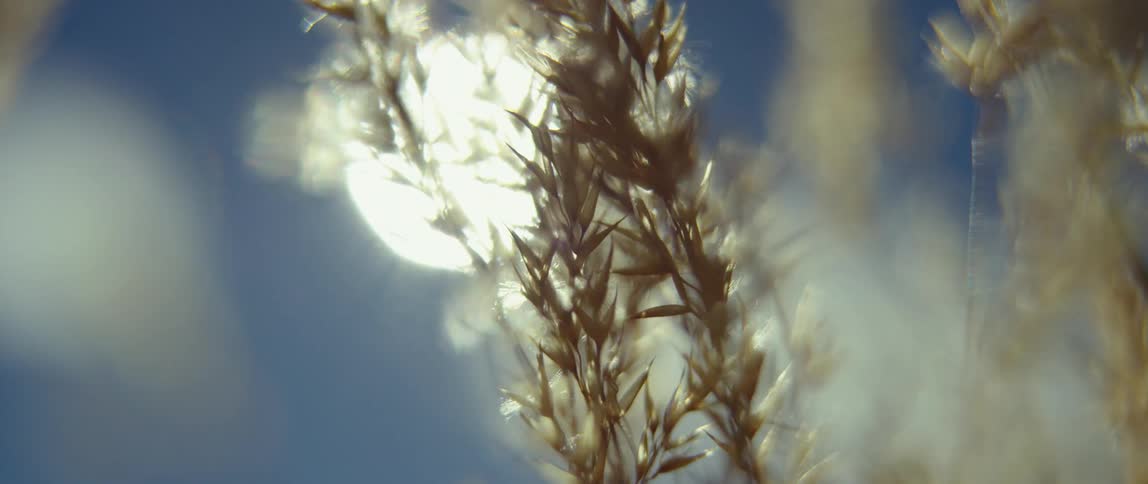 Sunlights shines on stalks of brown grass vibrating in the wind