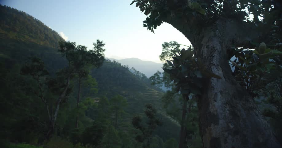 Trees in a forest at the base of a verdant mountain on a sunny day
