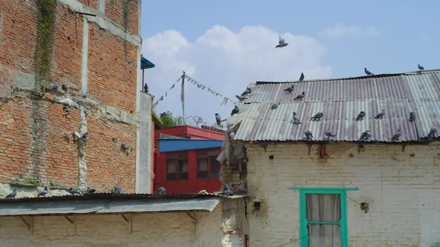 Birds flying and sitting on a the roof of a shack in a village