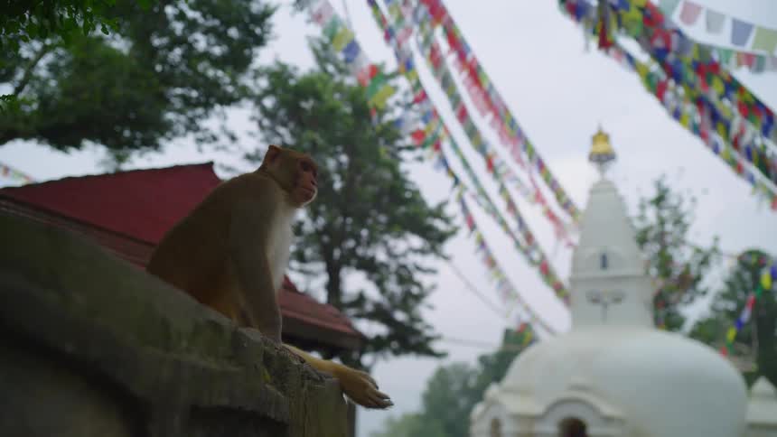 A monkey rests on a wall beneath the hanging decorations around a building during the day