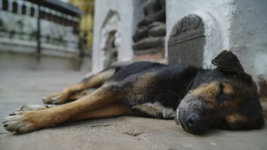 A dog is sleeping outdoors in a city