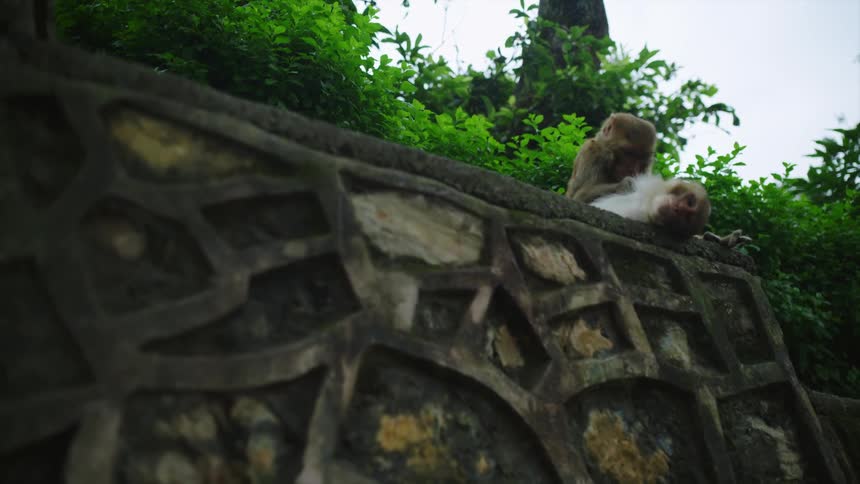 A pair of monkeys rest atop of a stone wall outdoors during the day