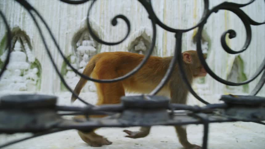 A monkey with fur walking on all fours with a fence in the foreground and a wall in the background