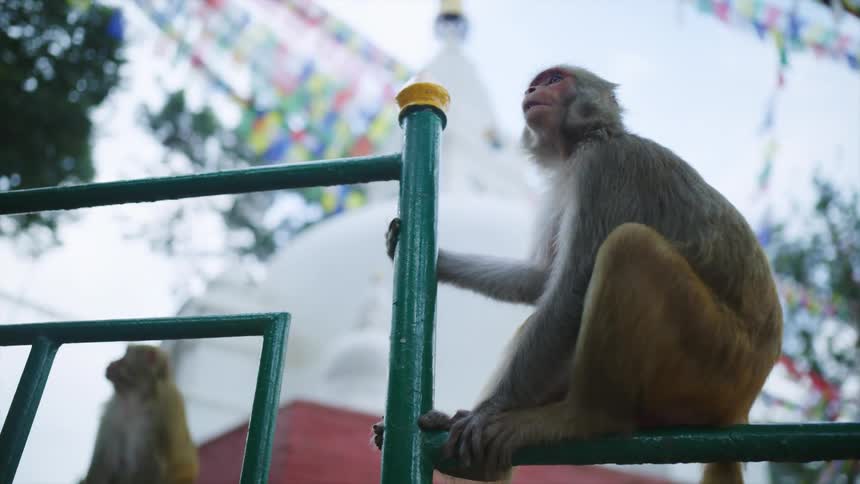 Monkeys sitting on a fence and roof in a village