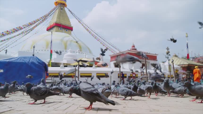 Large flock of pigeons occupies brick walkway near building as people walk along