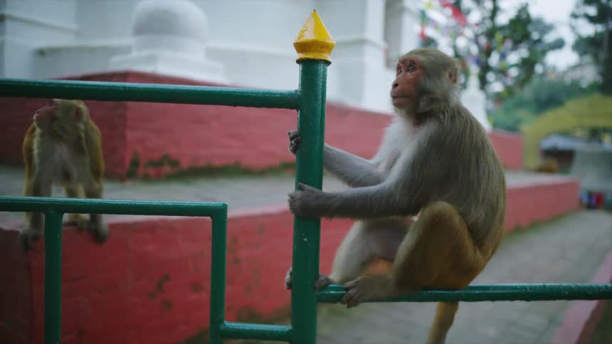 A monkey sitting on a fence next to a building with trees and the sky in the background