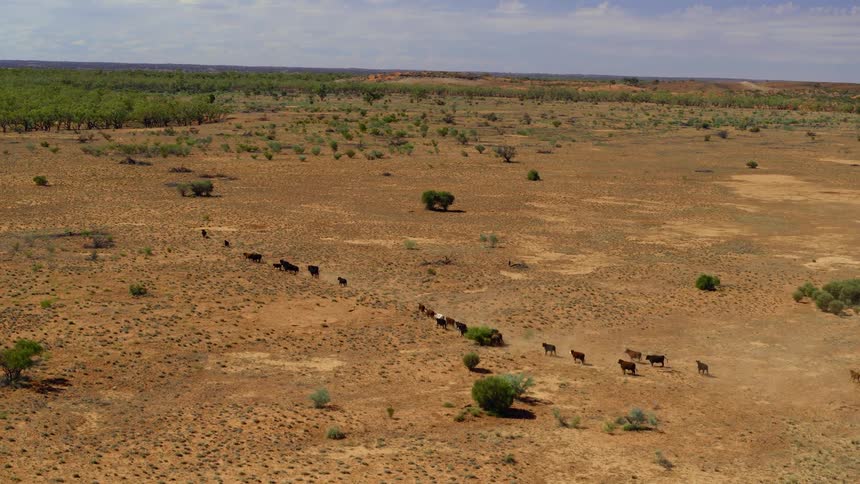 Cattle running across a field
