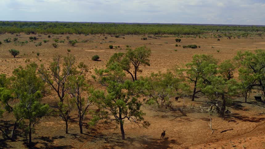 A herd of cattle run through a vast countryside on a sunny day