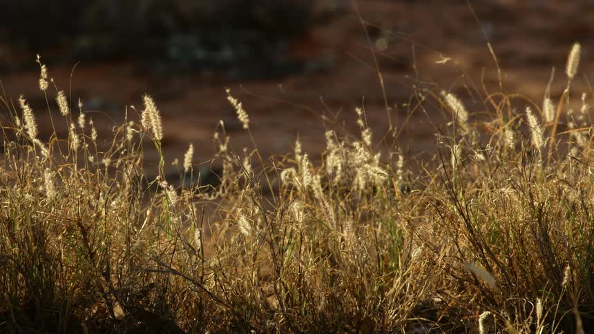 Small grassy plants with seeds in slight breeze
