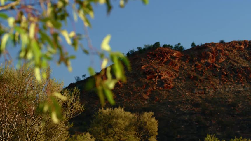Trees with leaves and branches in the foreground with a hill and the sky in the background