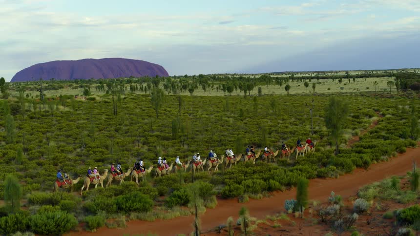 People ride on camels in australian outback in front of uluru