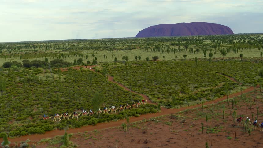 An aerial view of people riding camels in front of uluru ayers rock