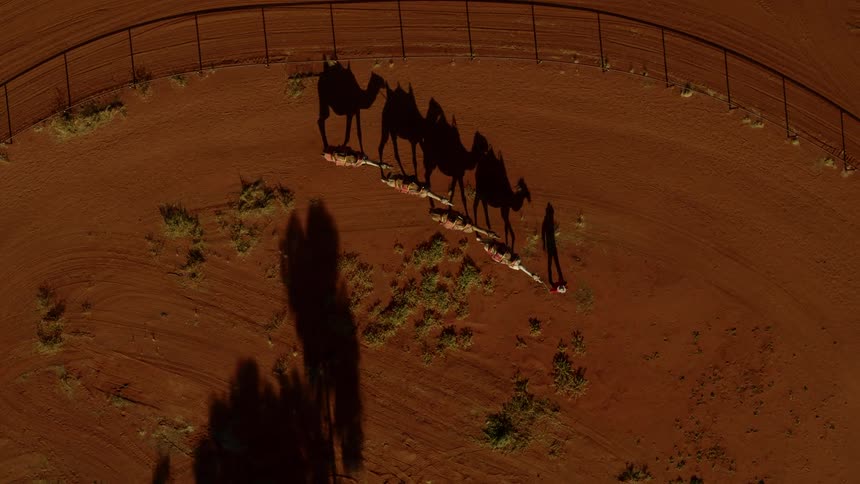 A person herding camels walking on dirt and shrubs