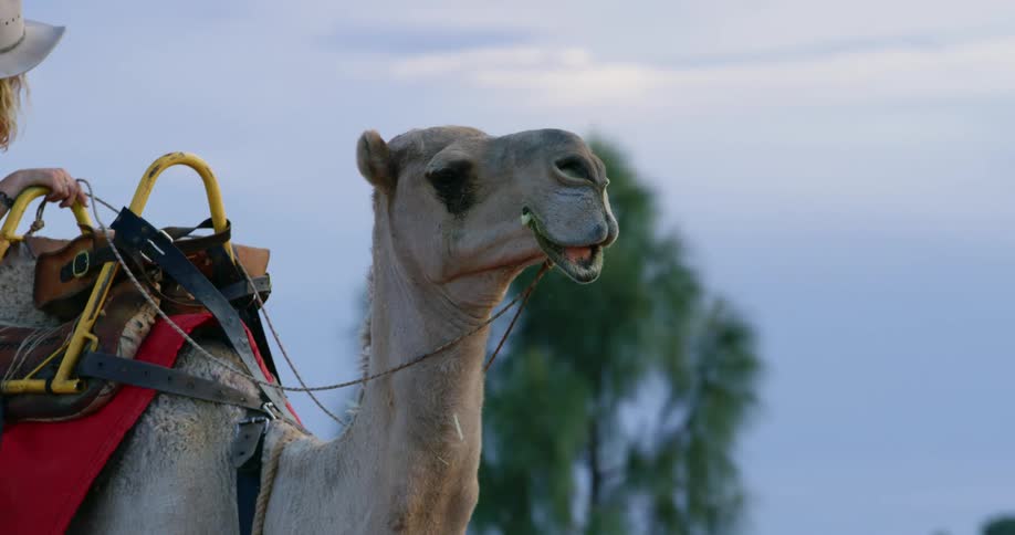 A woman riding on a camel