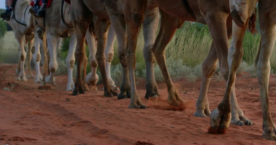 Horses and camels walk in a single file line as they carry people through a field