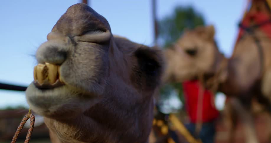 Close up view of camel chewing