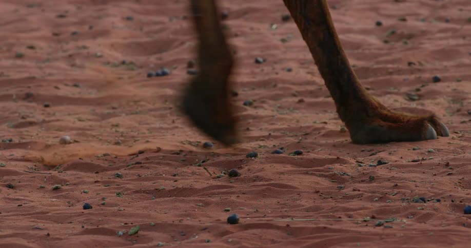 A animal is walking in the sand