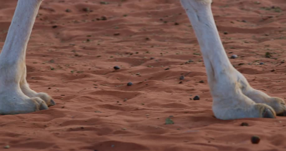 An animal is walking in the sand