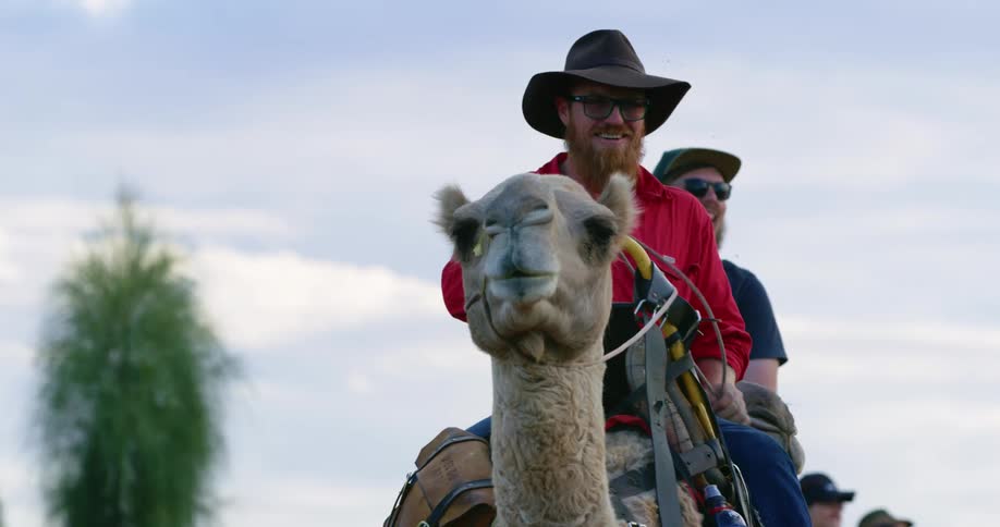 A man in a cowboy hat leads a tour group on a camel ride