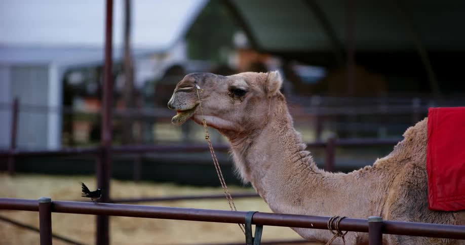 A bird flies around a camel that is tied up in a village