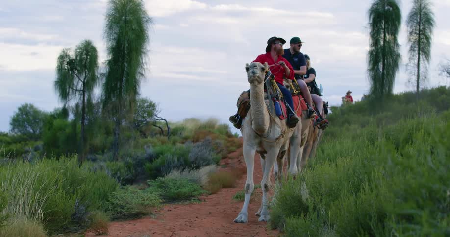 A group of people ride camels on a trail