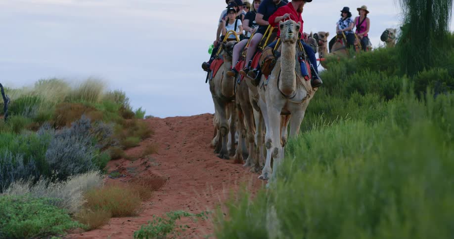 A tour guide leads a group of people on a camel ride