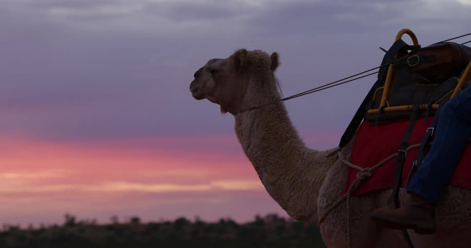 Person rides camel toward red tinted horizon
