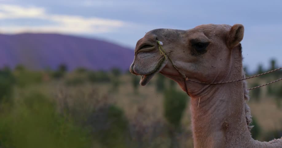 A camel in a grassy area with reins on
