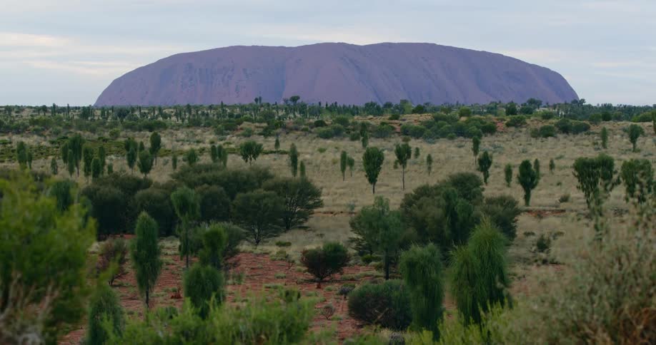 Uluru Ayers Rock pan up with trees in the foreground