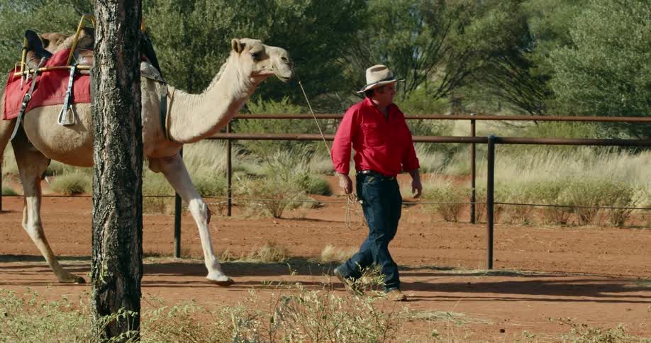 A man leads a camel around a corral on a sunny day
