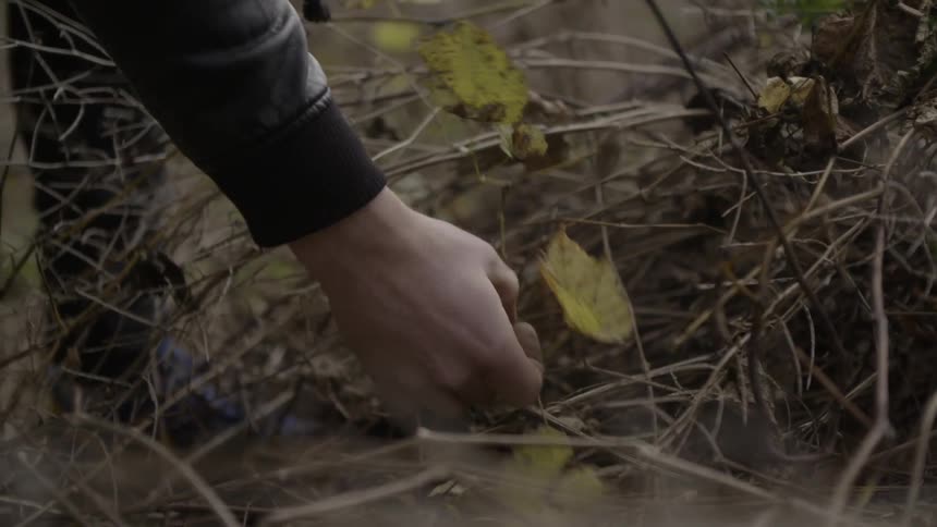 A person picks leaves off a vine on the ground