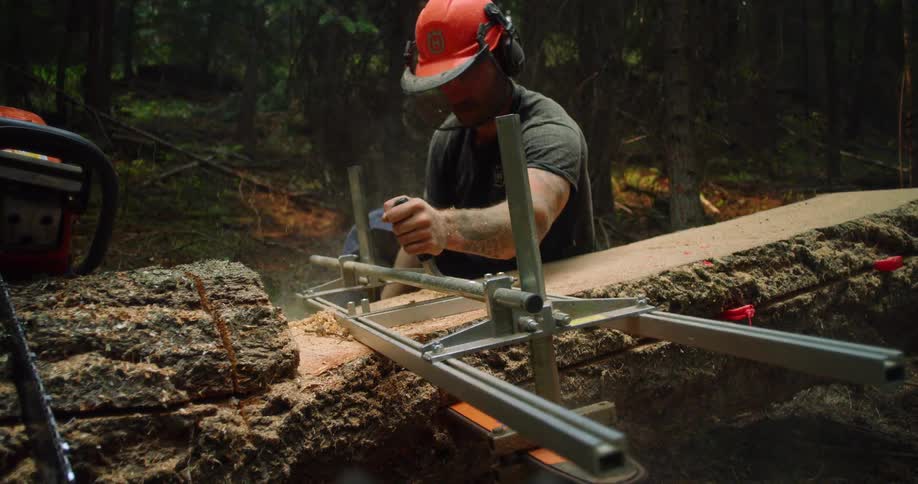 A logger is cutting strips from a large tree