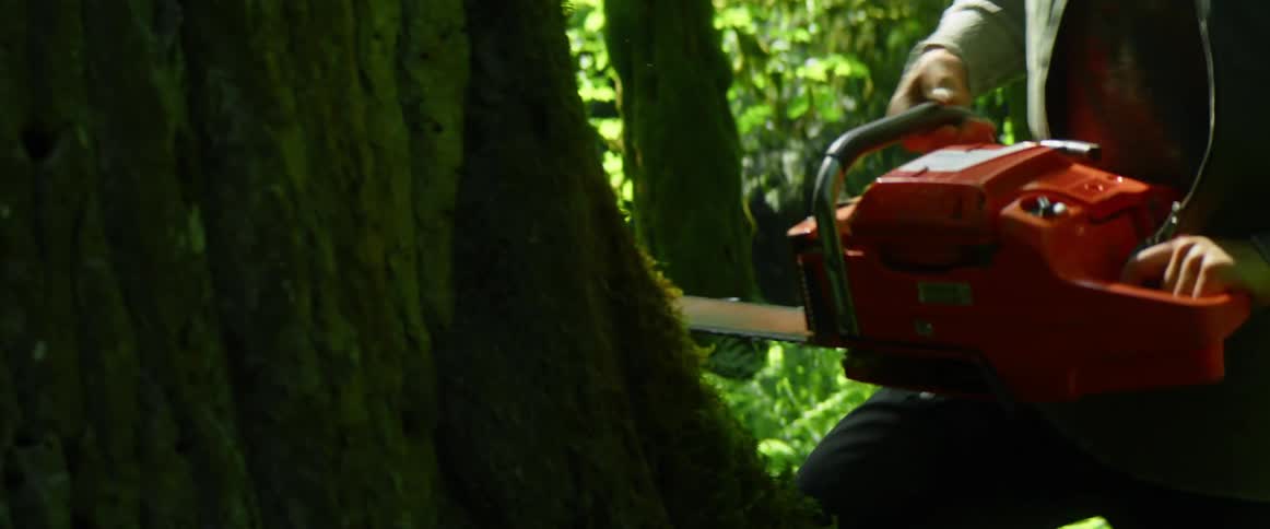 Man uses a chainsaw for cutting a tree in the forest