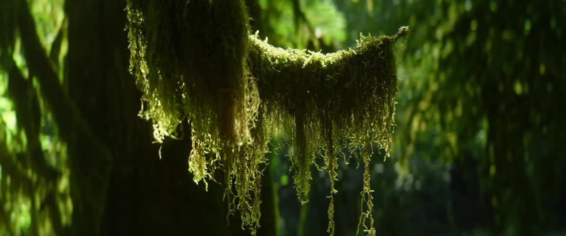 A low hanging tree branch covered in ivy on a sunny day