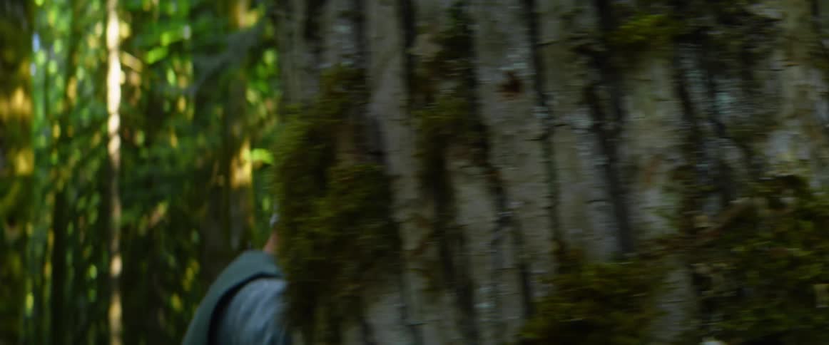 A man walks around a large tree looking at its features in a highly wooded area