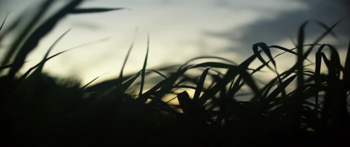 Wind blowing through blades of grass in a field at sunset