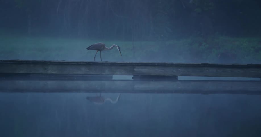 A swan is near a pond when its raining