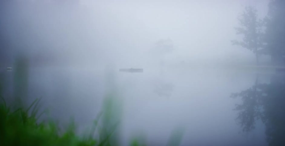 Fog obscuring conifer treescontrasts with bright green grass